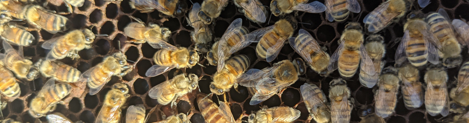 honeybees crawling over honeycomb