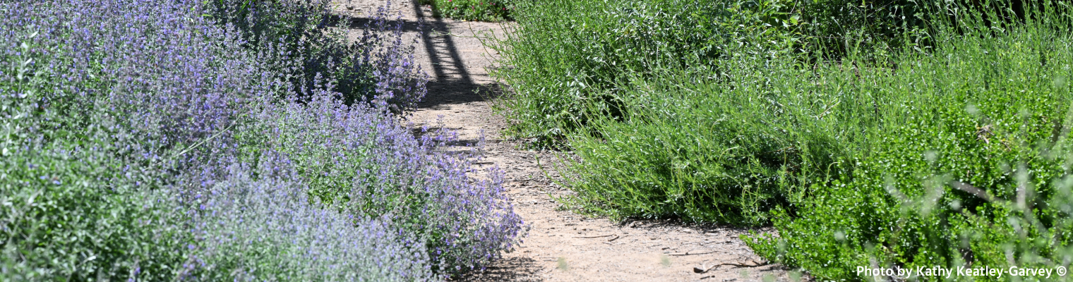 Bee Garden Lavender